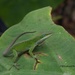 LHG-4376- Green Anole by rontu