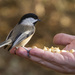 Black-capped Chickadee by pdulis