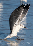 10th Nov 2020 - Gull landing Anna Maria Island, Florida