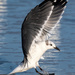 Gull landing Anna Maria Island, Florida by photographycrazy
