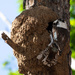 Exploring a termite nest by sugarmuser