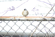2nd Nov 2020 - Chubby White-crowned Sparrow