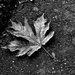 leaf by stephomy