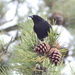 Red-winged Blackbird by stephomy