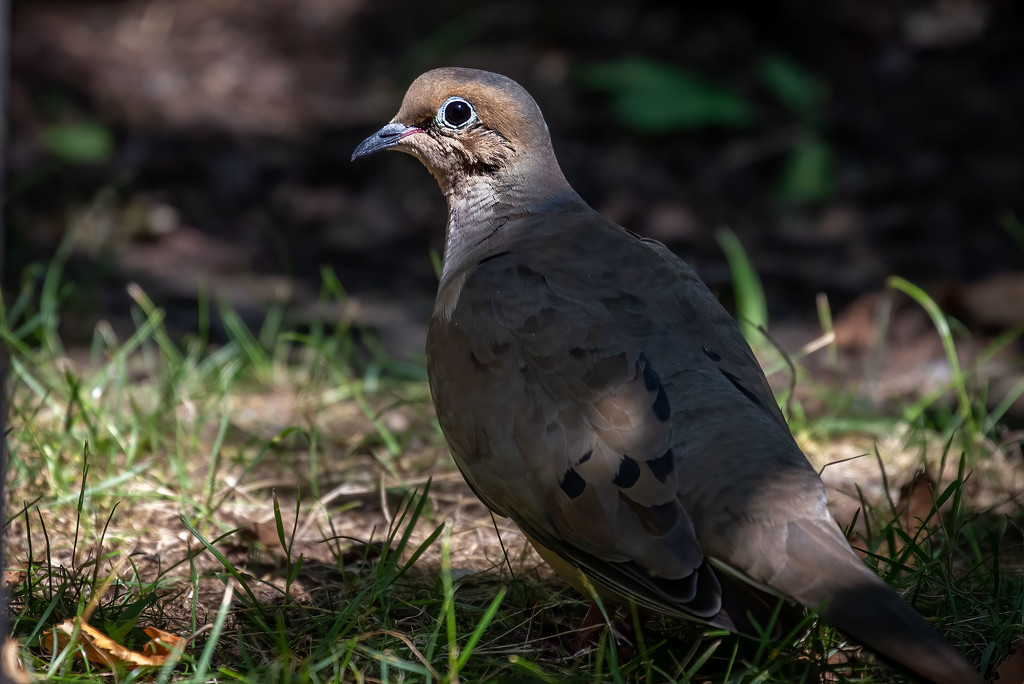 Out of the Shadow Came the Mourning Dove by jyokota