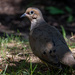 Out of the Shadow Came the Mourning Dove by jyokota