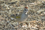 30th Oct 2020 - Green-tailed Towhee