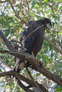 1st Nov 2020 - Harris's Hawk