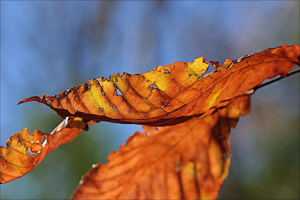 Capture the Autumn Sun by olivetreeann