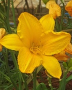 11th Nov 2020 - One Beautiful Day Lily ~      