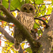 Barred Owl With Eye's Open! by rickster549