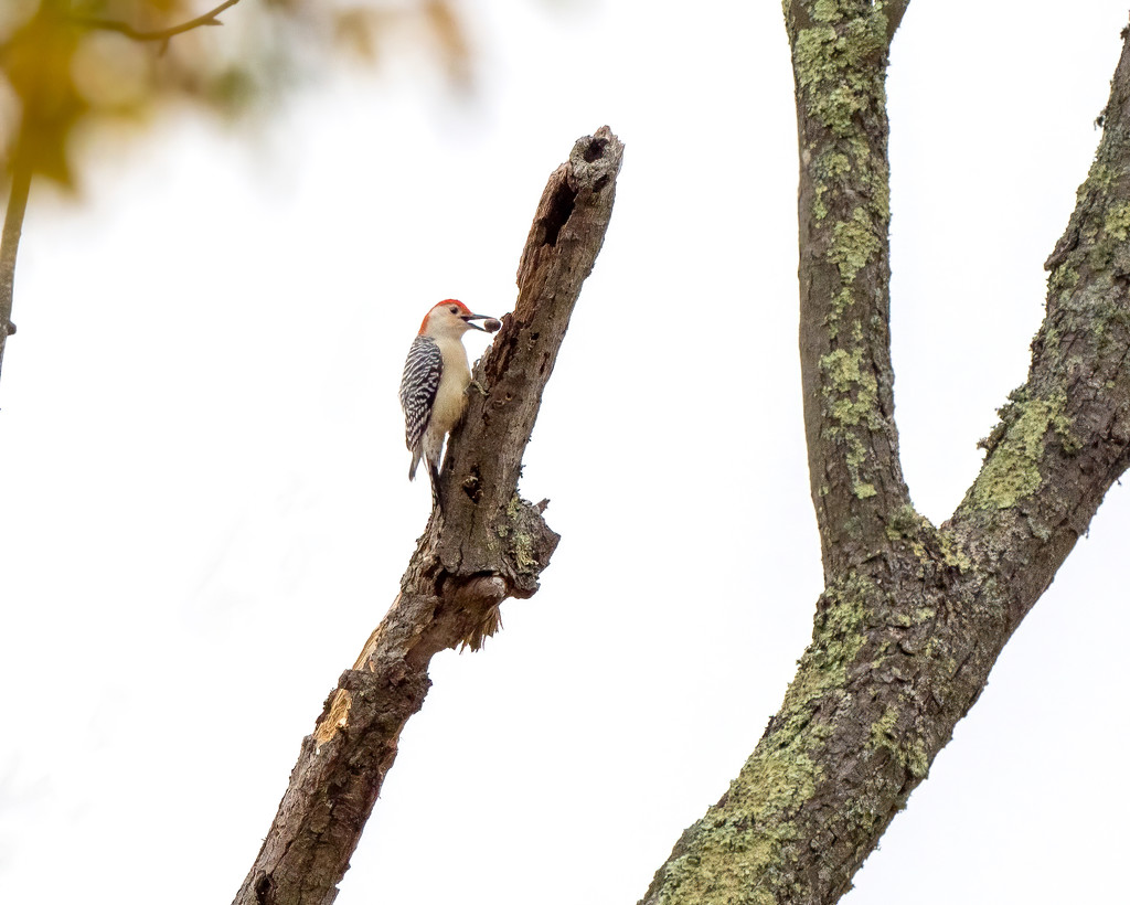 Red-bellied Woodpecker prepping for winter by nicoleweg