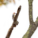 Red-bellied Woodpecker prepping for winter by nicoleweg
