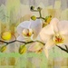 Orchids and pastels by ludwigsdiana