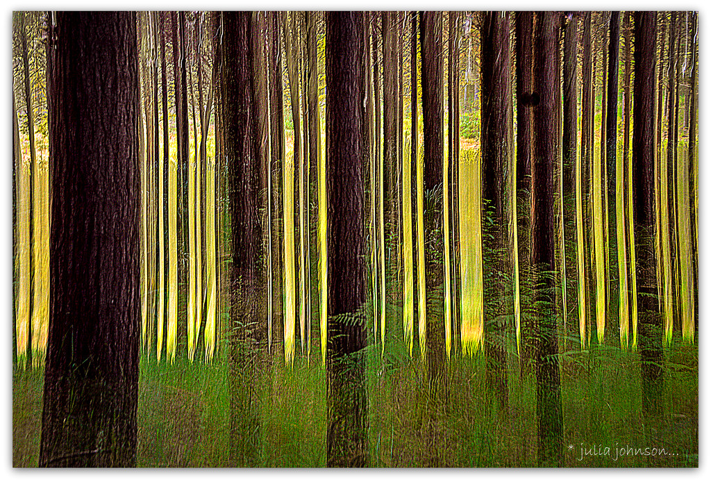 ICM pine trees by julzmaioro