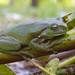 happy as a frog on a branch by koalagardens
