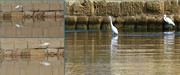 11th Nov 2020 - EGRET SHOTS WITH A DIFFERENCE