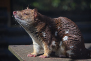 11th Nov 2020 - Spotted-tail Quoll 