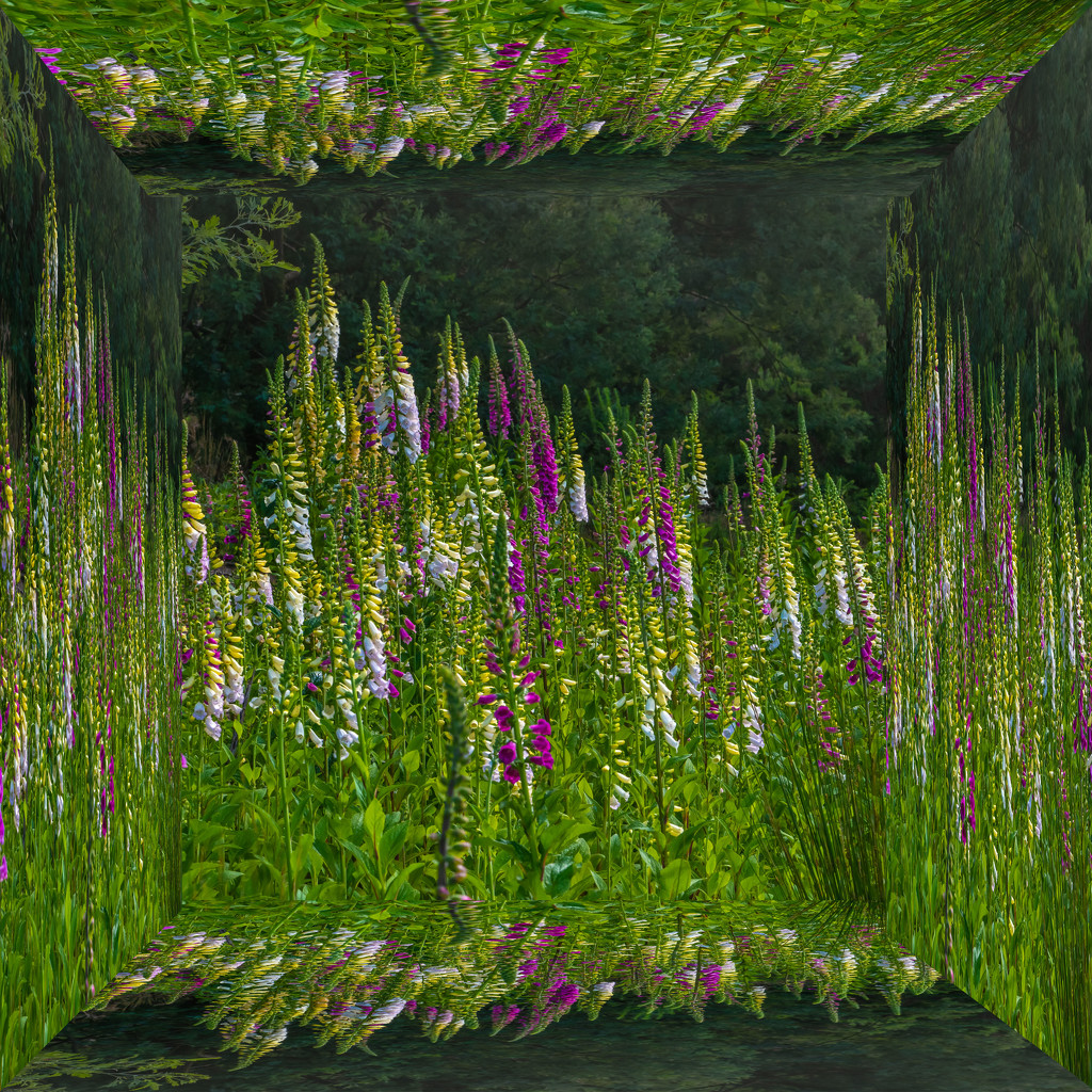 Foxglove flowers in the "mirrow box"  by gosia