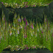 Foxglove flowers in the "mirrow box"  by gosia