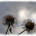 Prickly Seed Heads by carolmw