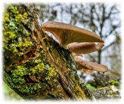 11th Nov 2020 - Fungi And Lichen