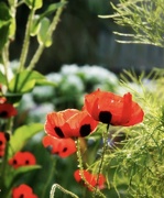 11th Nov 2020 - My Grandfather’s poppies. 