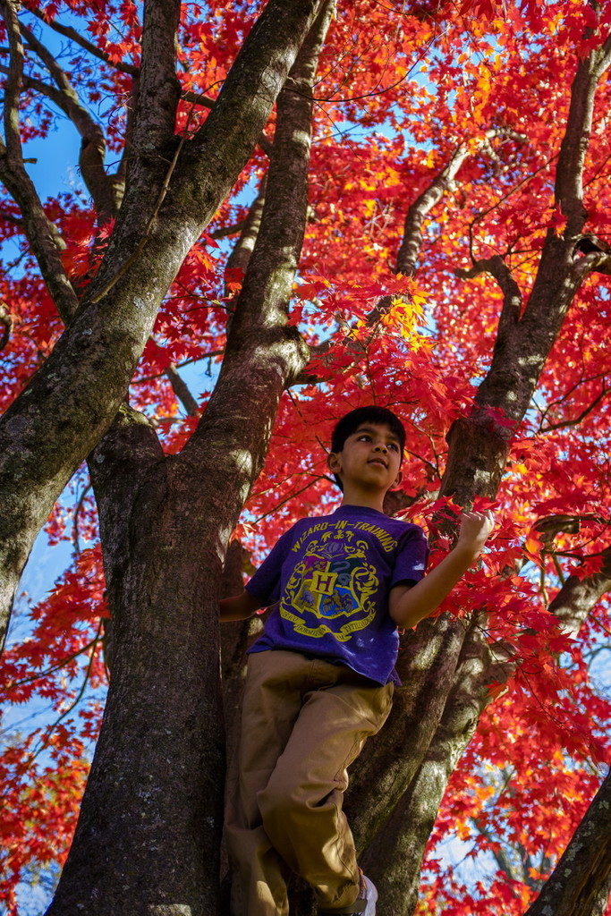 Customary fall Portrait    by ramr