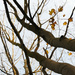 treetops by marijbar