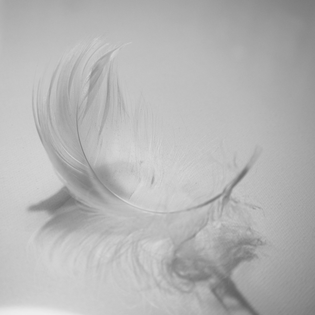 Feather by jacqbb