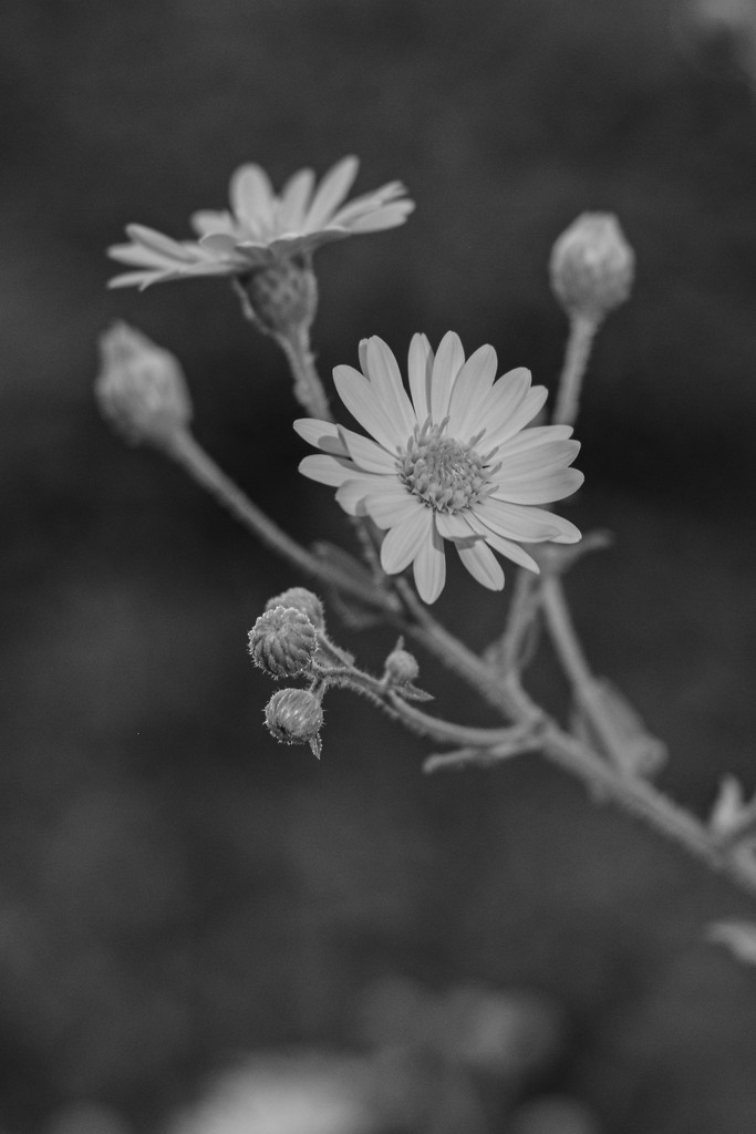 Flower in B&W... by thewatersphotos
