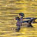 Two Wood Ducks by lynne5477