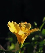 11th Nov 2020 - Yellow hibiscus
