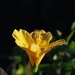 Yellow hibiscus by monicac