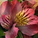 Alstroemerias or Peruvian Lily #1 by shutterbug49