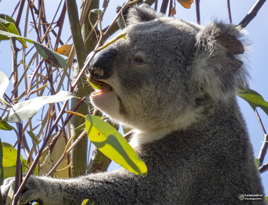 quality control by koalagardens