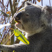 quality control by koalagardens