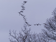 11th Nov 2020 - cool geese and trees