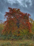 11th Nov 2020 - Autumn Tree