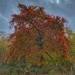 Autumn Tree by mattjcuk