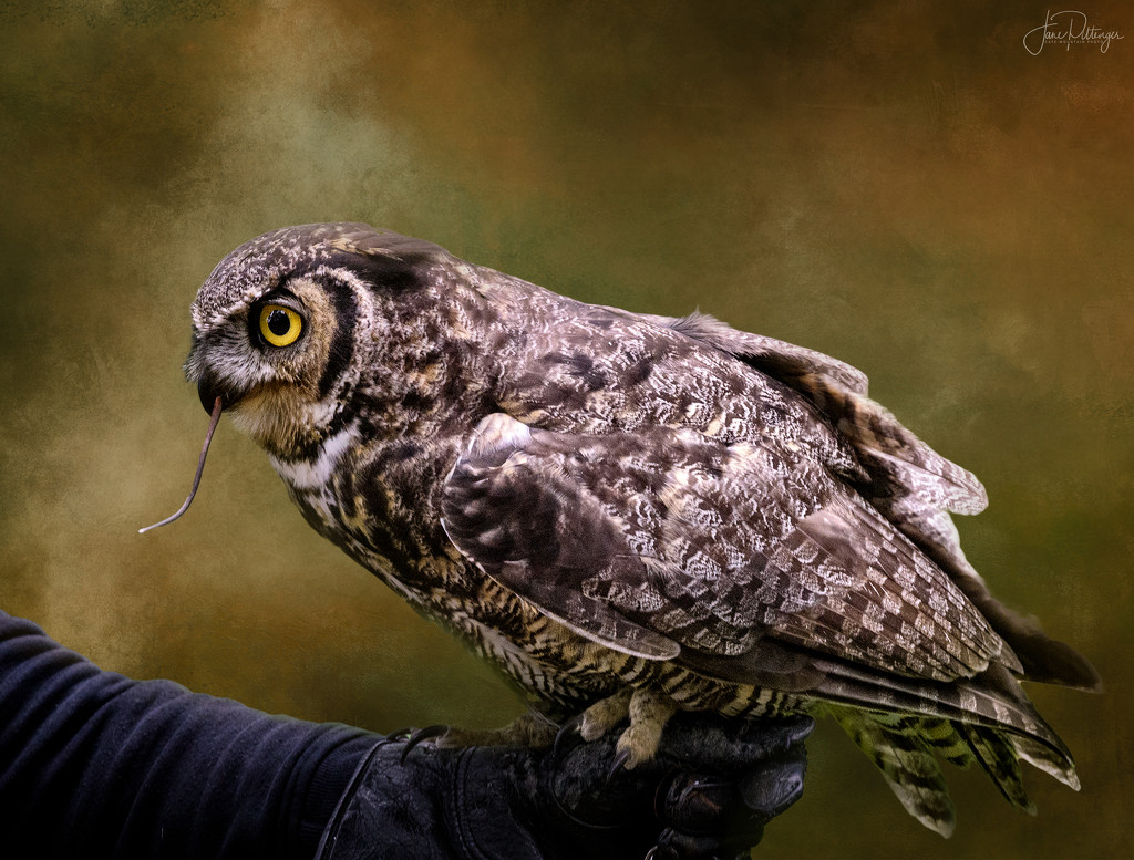 Great Horned Owl and Textures by jgpittenger