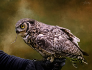 11th Nov 2020 - Great Horned Owl and Textures