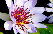 11th Nov 2020 - Bee on Lavender Water Lily