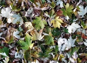 6th Nov 2020 - Maple leaves