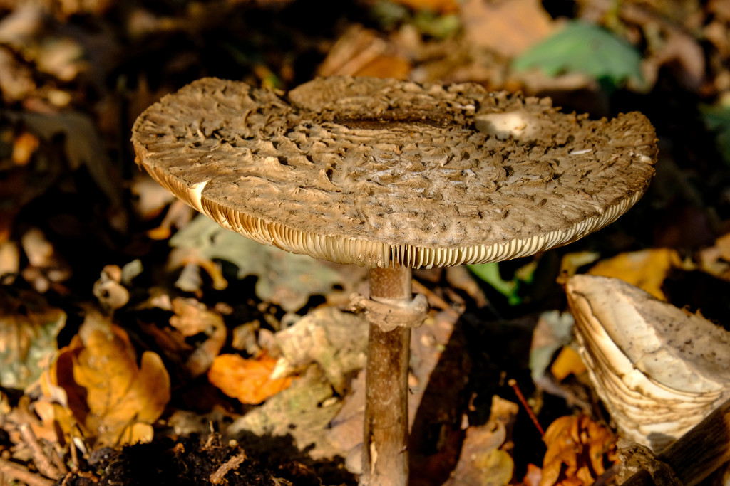 Fungi  - Bushy Park by 365nick