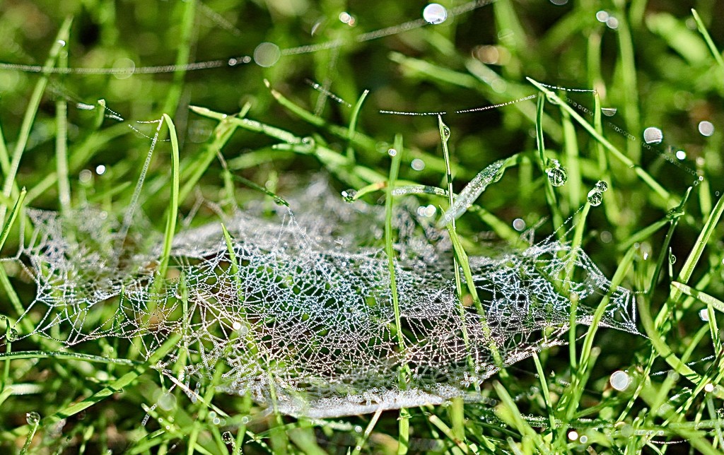 Thawing Web by carole_sandford