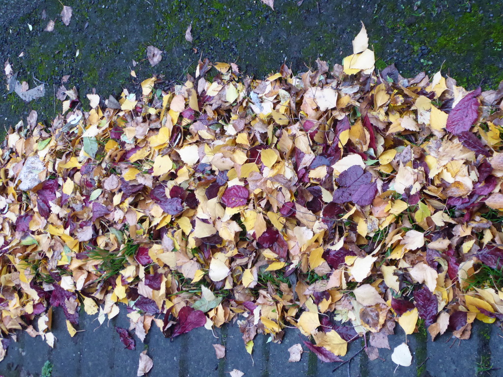 A stripe of fallen leaves by speedwell