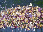 1st Nov 2020 - A stripe of fallen leaves