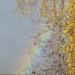 Morning rainbow by speedwell