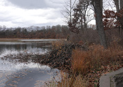 10th Nov 2020 - Beaver Lodge